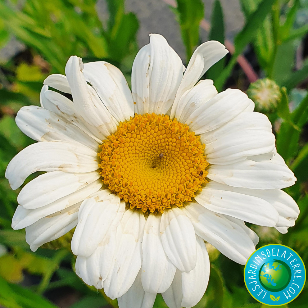 Marguerite d’été - Leucanthemum x...
