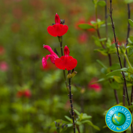 Sauge arbustive - Salvia grahamii