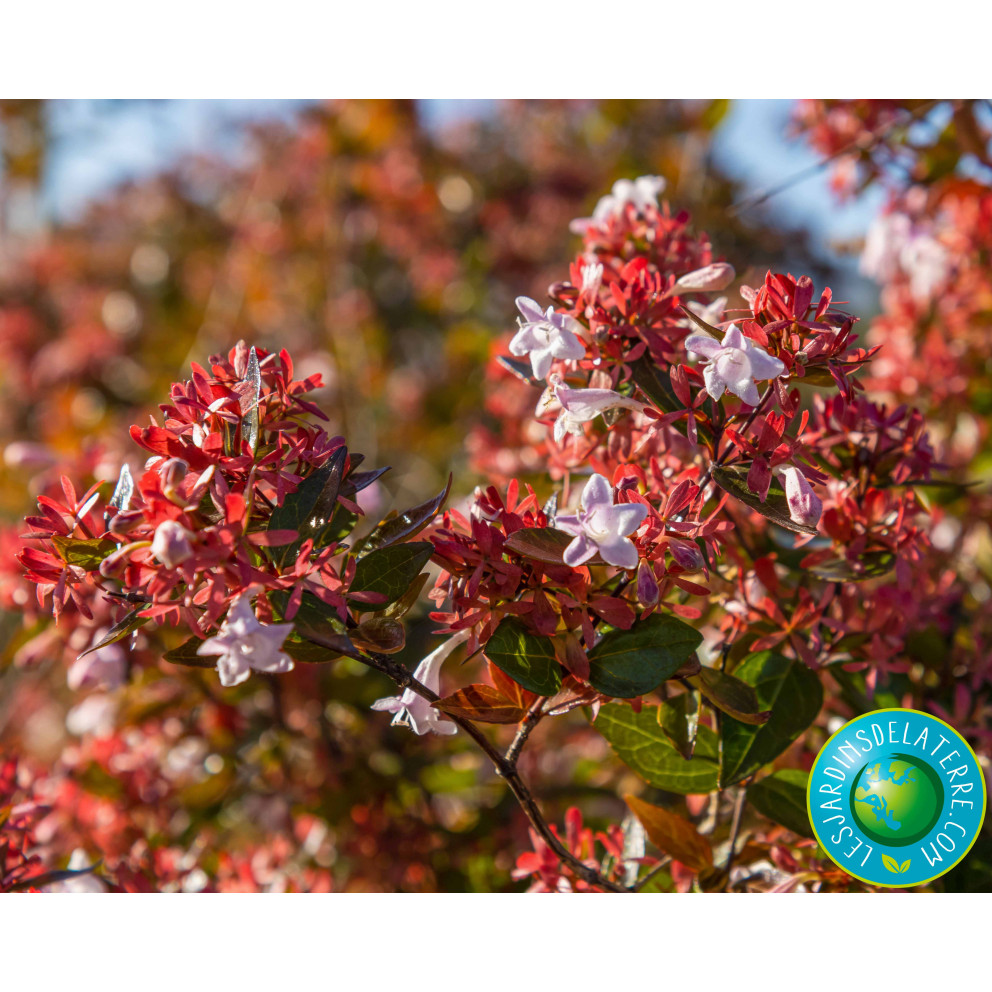 Abélia à grandes fleurs - Abelia x...