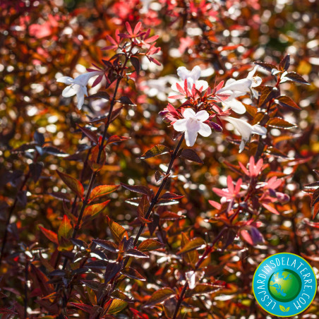 Abelia x grandiflora 'Sherwood'