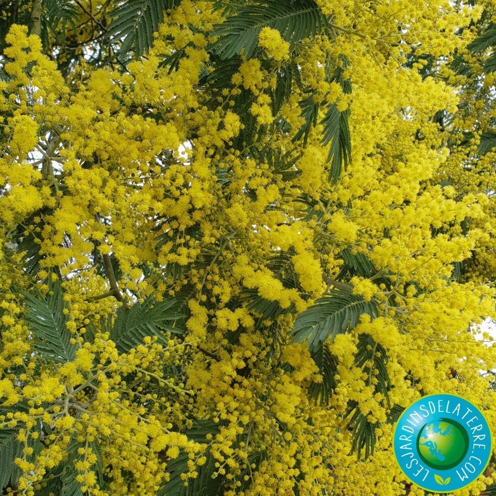 Mimosa d'hiver - Acacia dealbata...