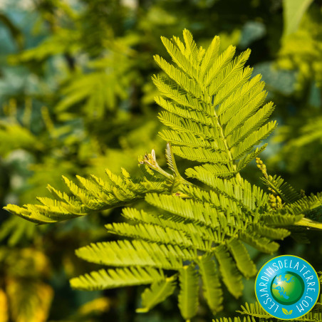 Mimosa d'hiver - Acacia dealbata 'Gaulois Astier'