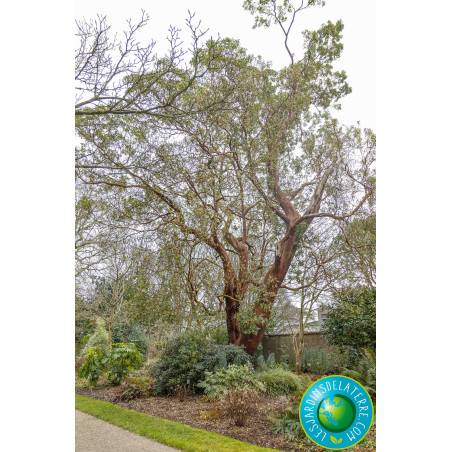 Arbutus unedo taille adulte