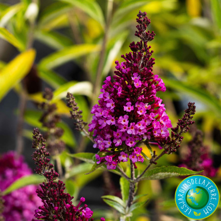 Buddleja davidii buzz 'Hot Rapsberry'