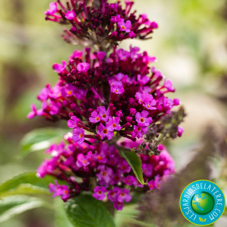 Buddleja davidii buzz 'Hot Rapsberry'