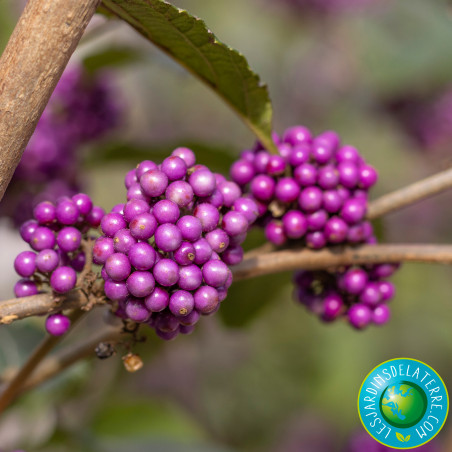 Arbuste aux bonbons - Callicarpa bodinieri Giraldii 'Profusion”
