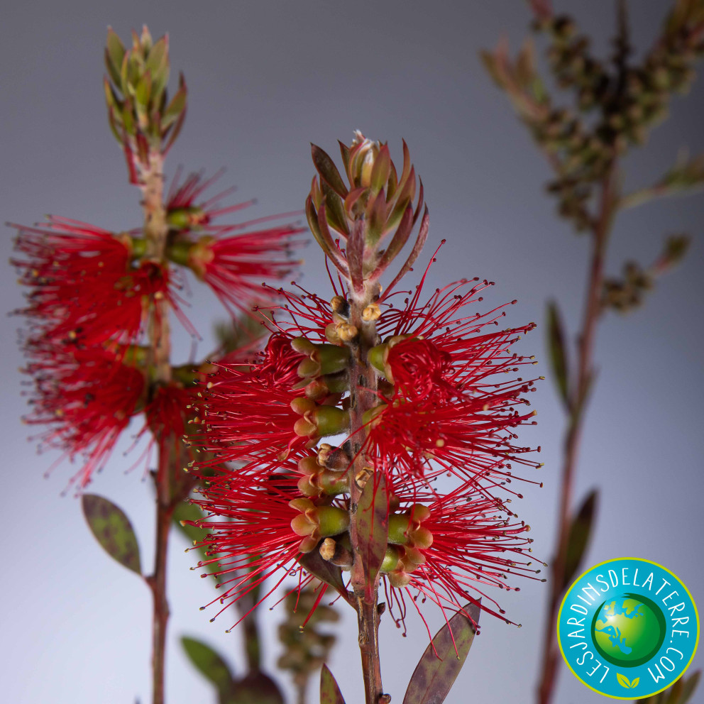 Rince-bouteilles - Callistemon X laevis
