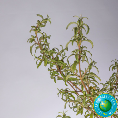 Ciste à petites fleurs - Cistus parviflorus