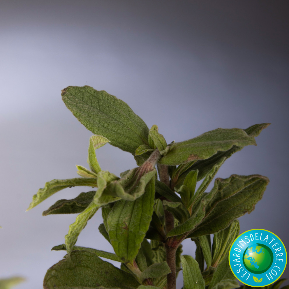 Ciste pulverulent - Cistus pulverulentus