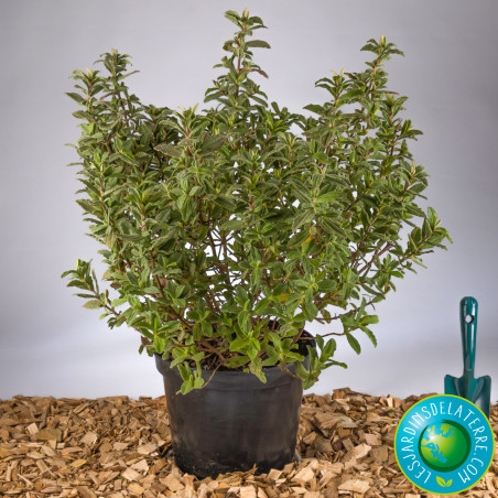 Ciste pulverulent - Cistus pulverulentus